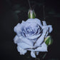 Grawn Blue Rose