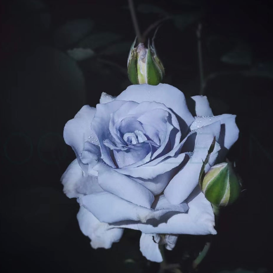 Grawn Blue Rose - Kate Roses