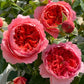 Zhu Sha Wan Rose