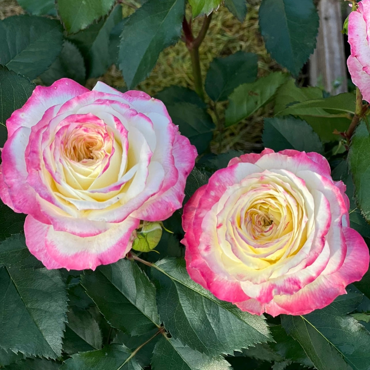 Chu Zhuang Rose