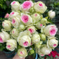 Ice Cream Rose