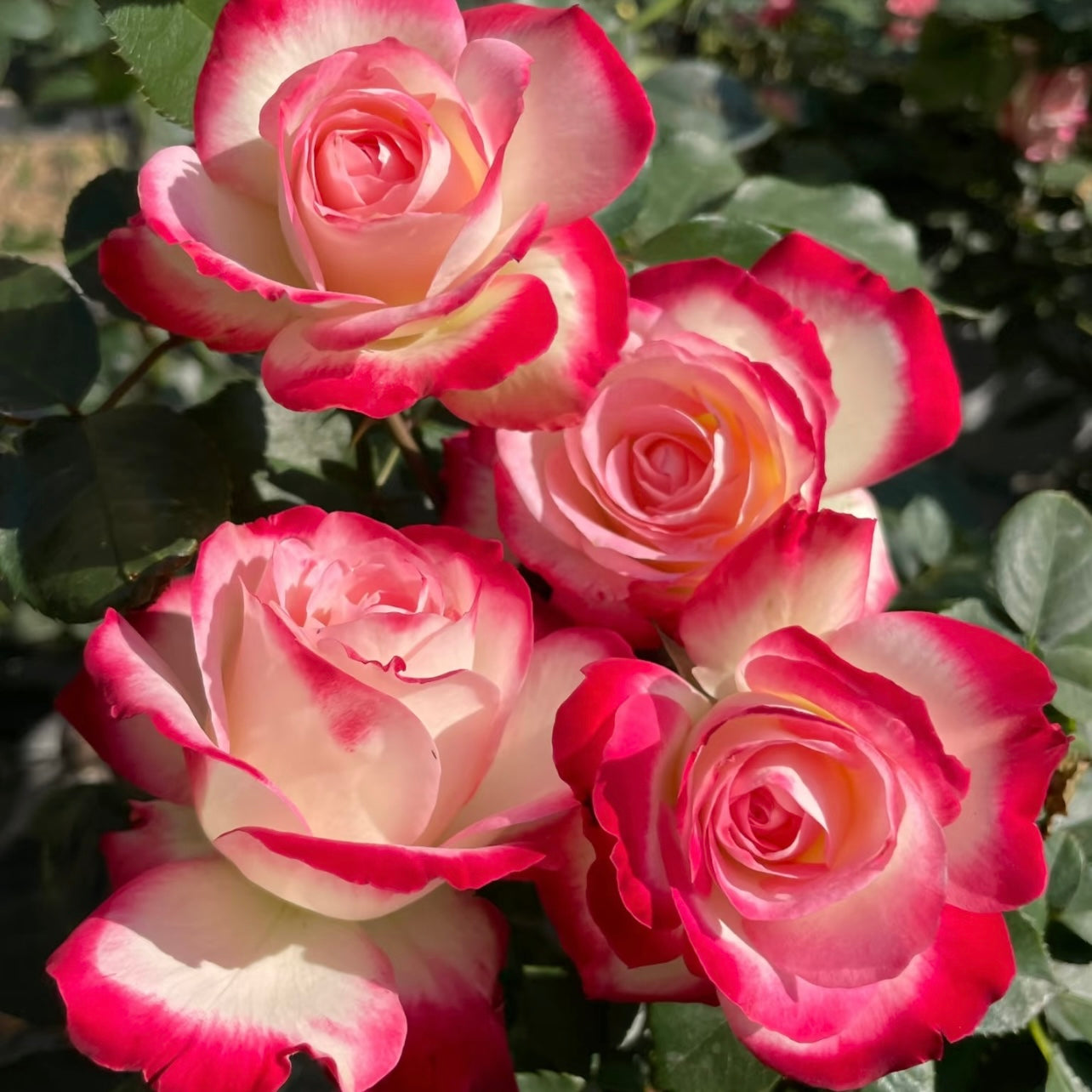 Hong Chun Rose