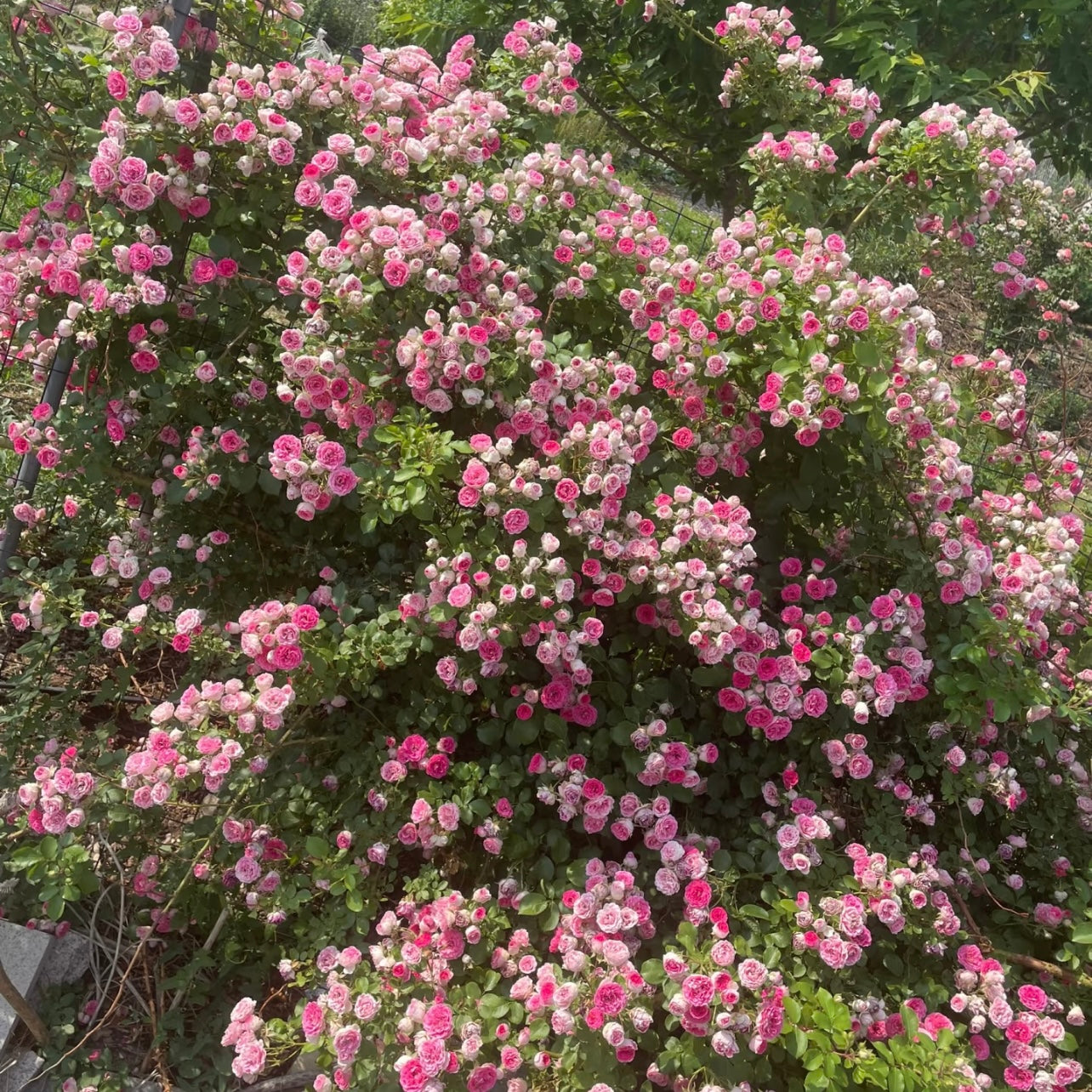 Yan Zhi Kou Rose