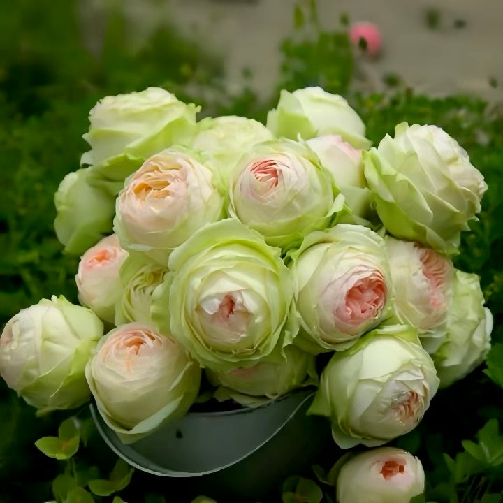 Armure Blanche Rose