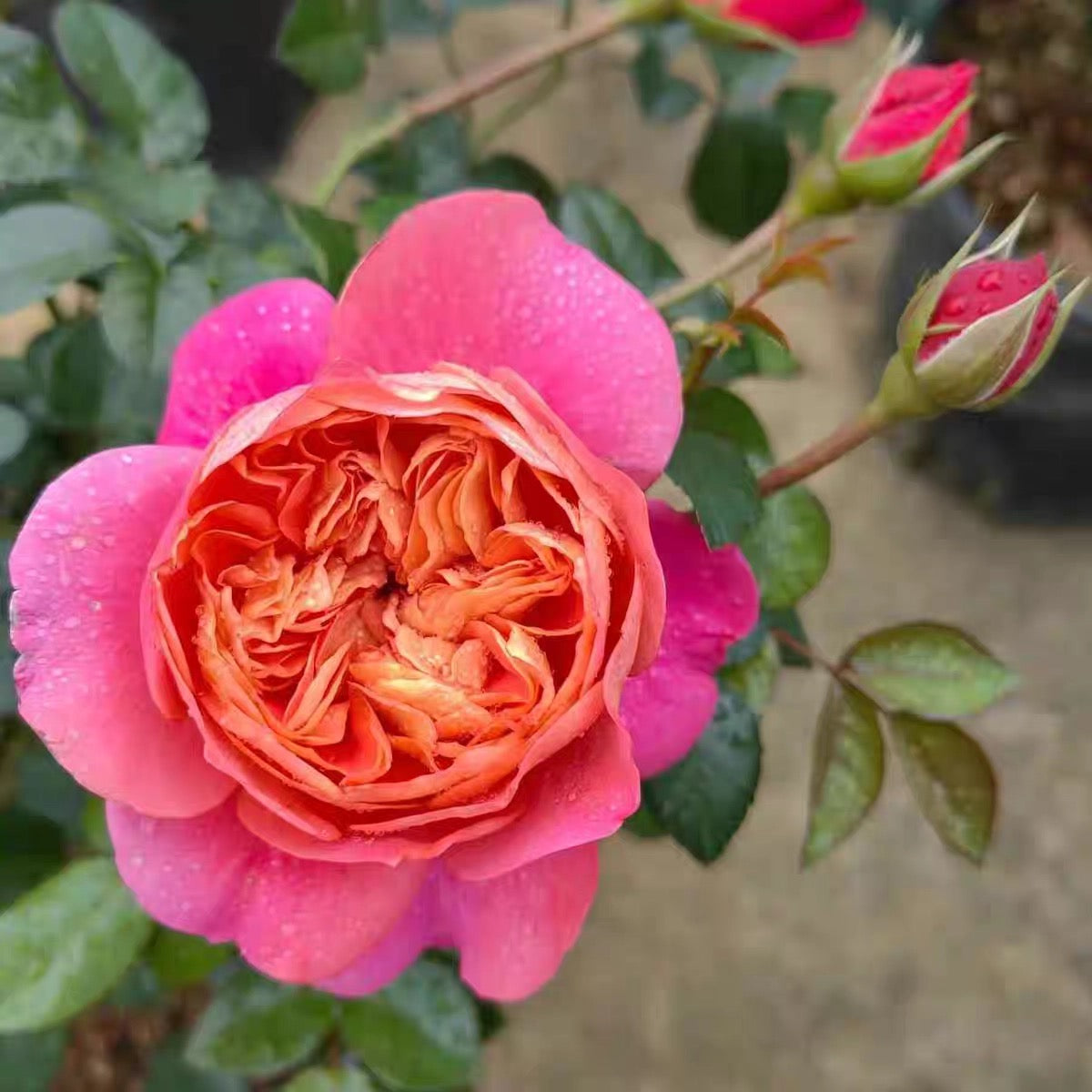 Juicy Beauty Rose