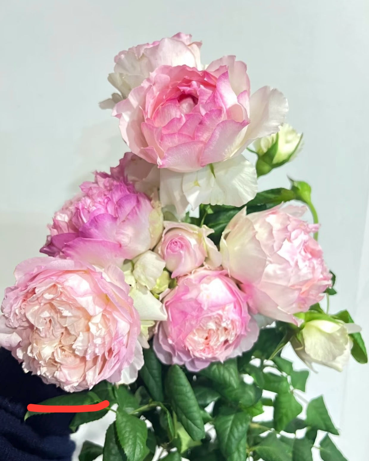 M-Perzik Rose