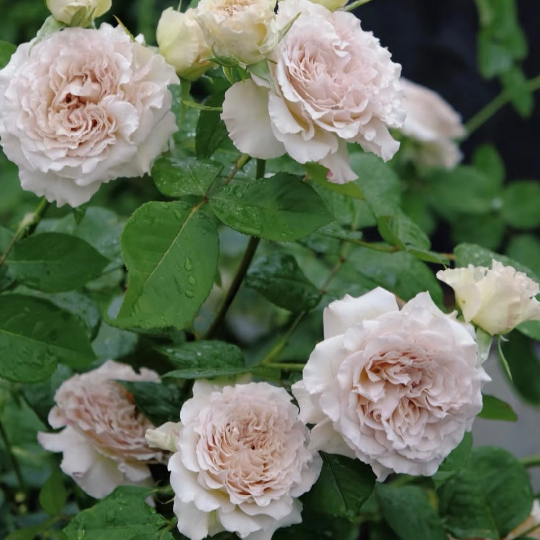 Ailes Rose