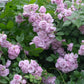 Lavender Bouquet Rose