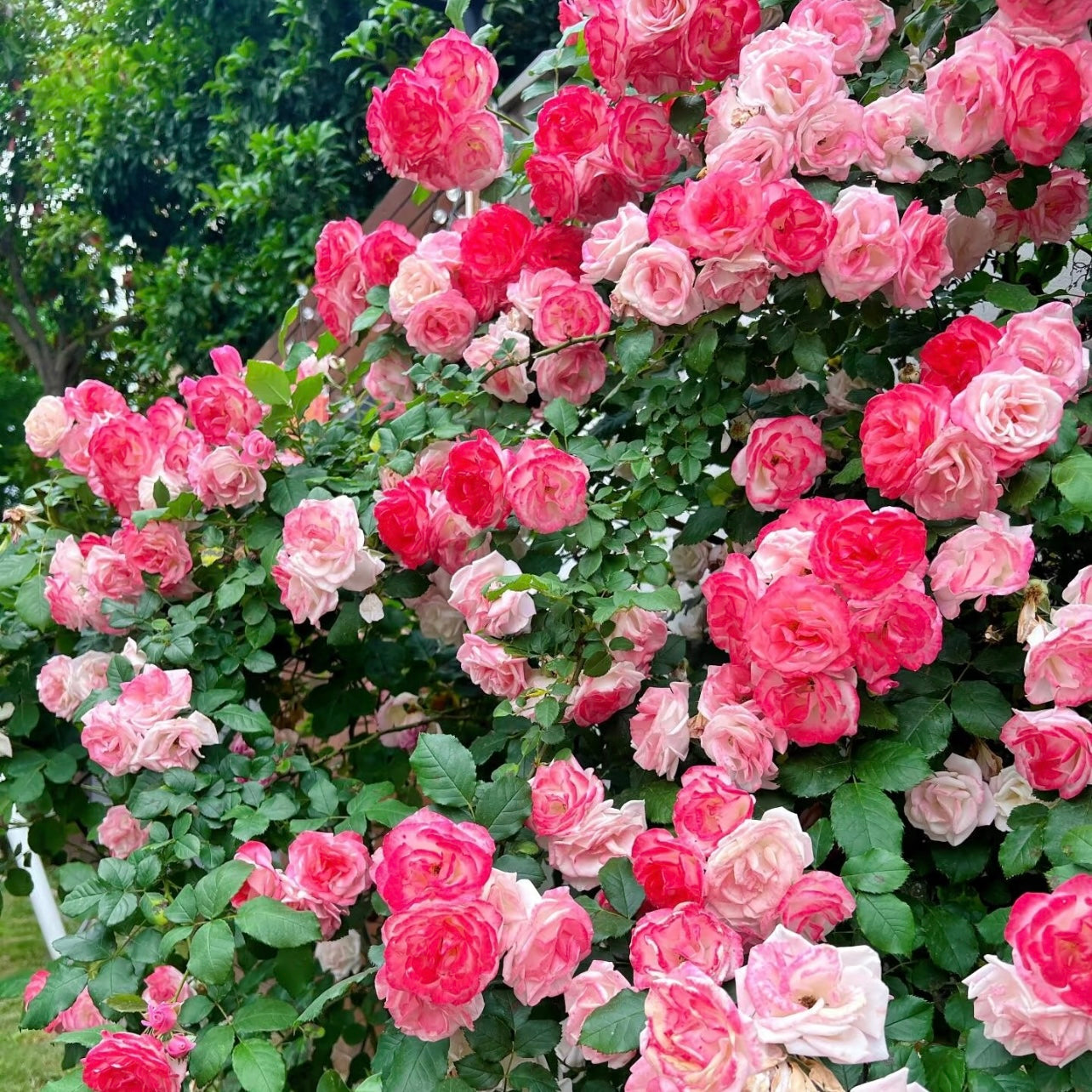 Sakuragasumi Rose