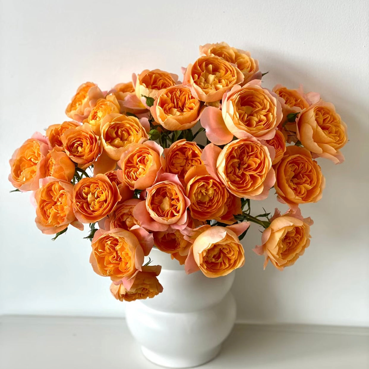 Juicy Terrazza Rose - Kate Roses