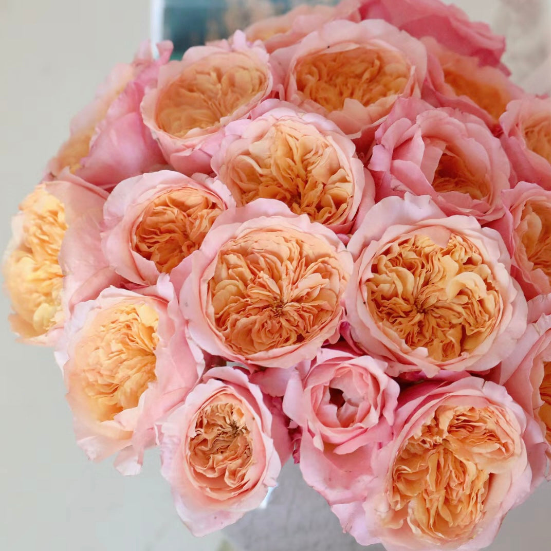 Victoria ‘s Secret Rose - Kate Roses