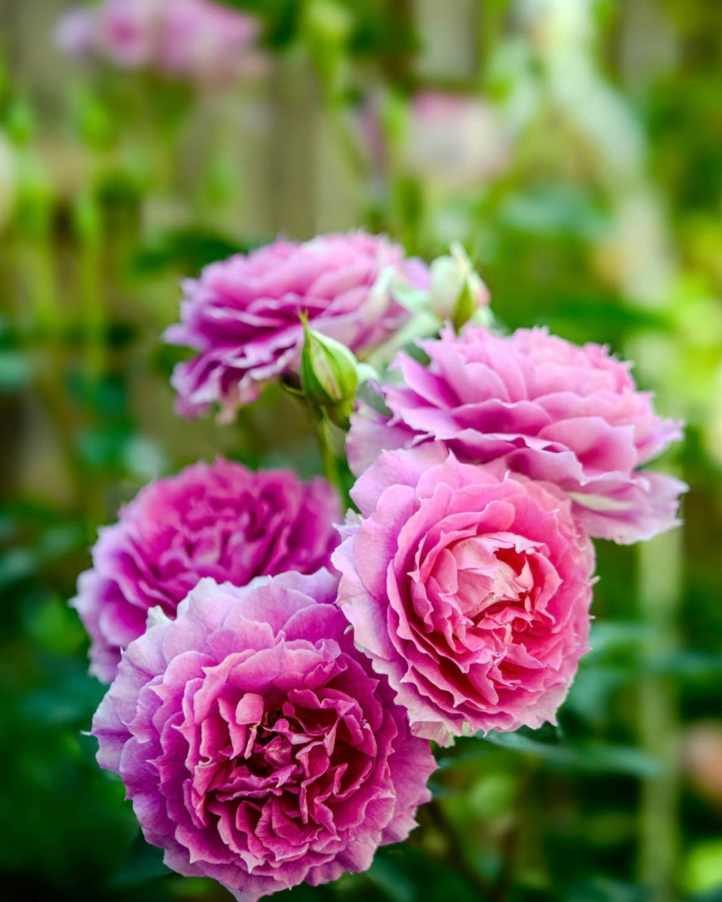 Sheherazad Rose