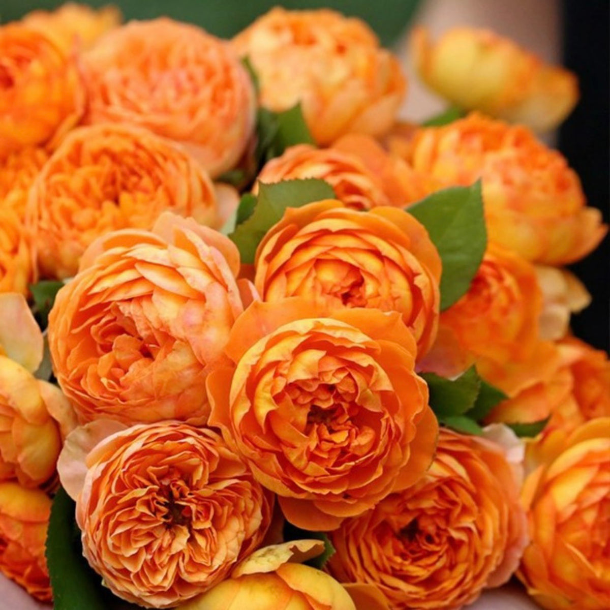 Kaman Roses Honey Caramel Rose | Kate Roses