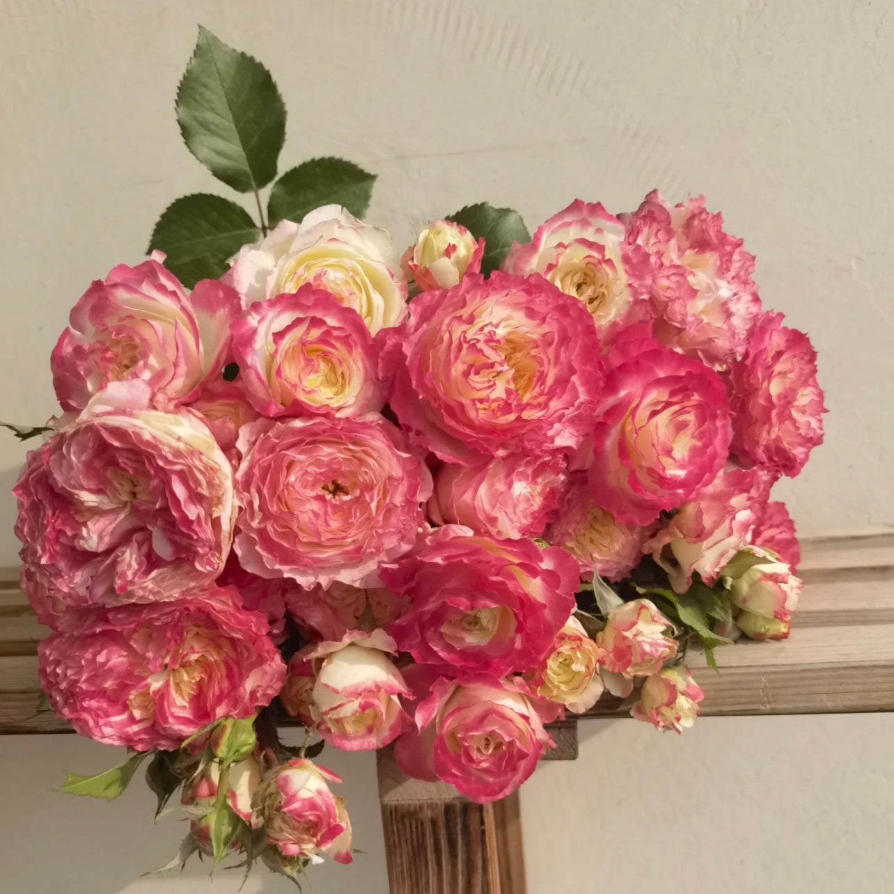 Chu Zhuang Rose