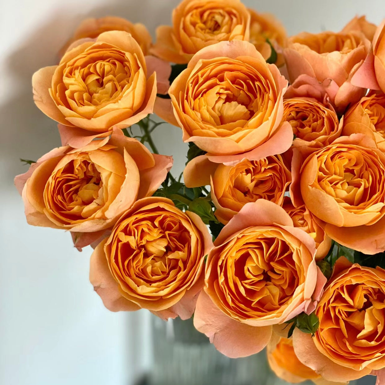 Juicy Terrazza Rose - Kate Roses