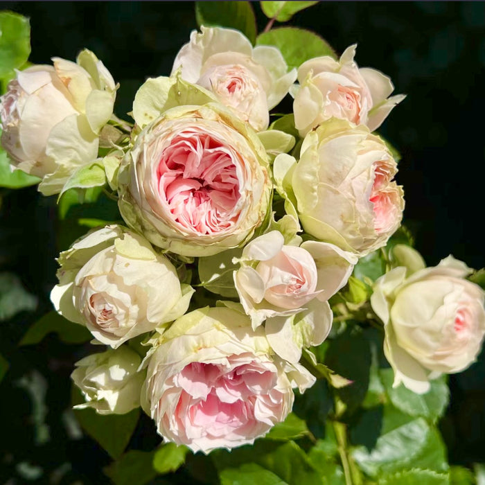Pompon Veranda Rose – Cream and Pink Spray Bloom Rose | Kate Roses
