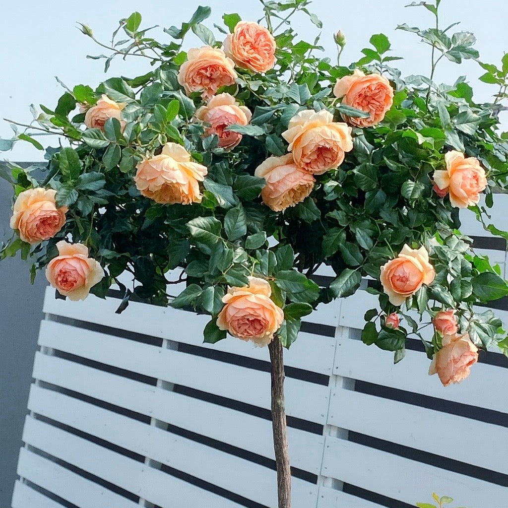 Masora Tree Rose