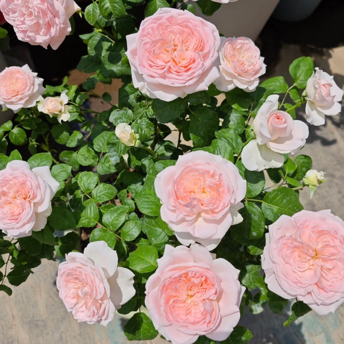 M-Wedding Box Rose