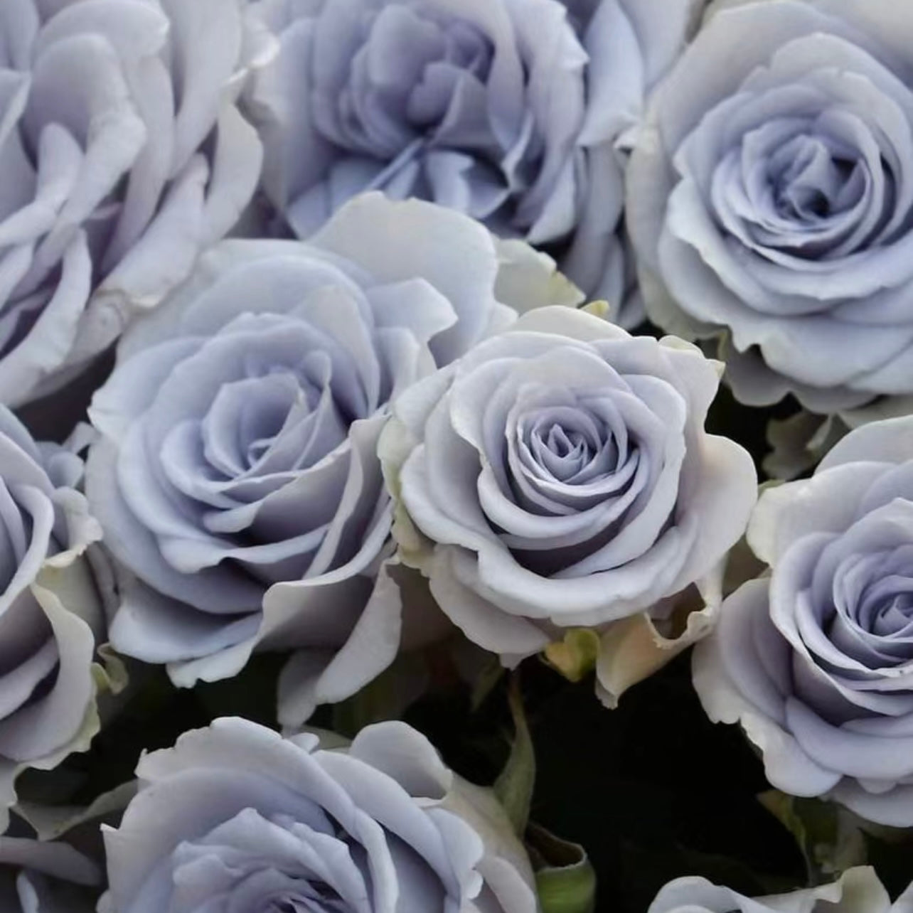 Grawn Blue Rose - Kate Roses