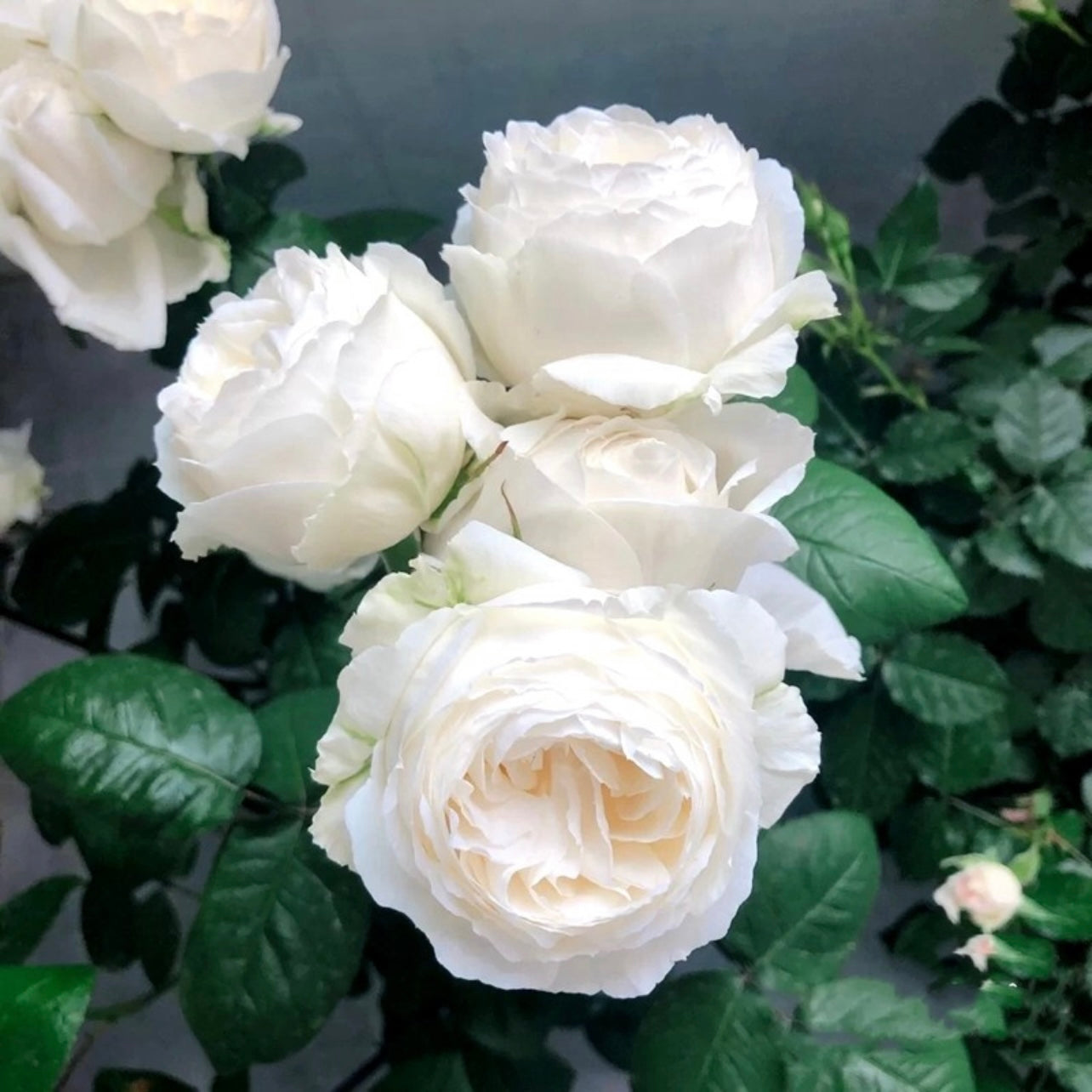 Wedding Road Cloche de Mariage Rose - Kate Roses