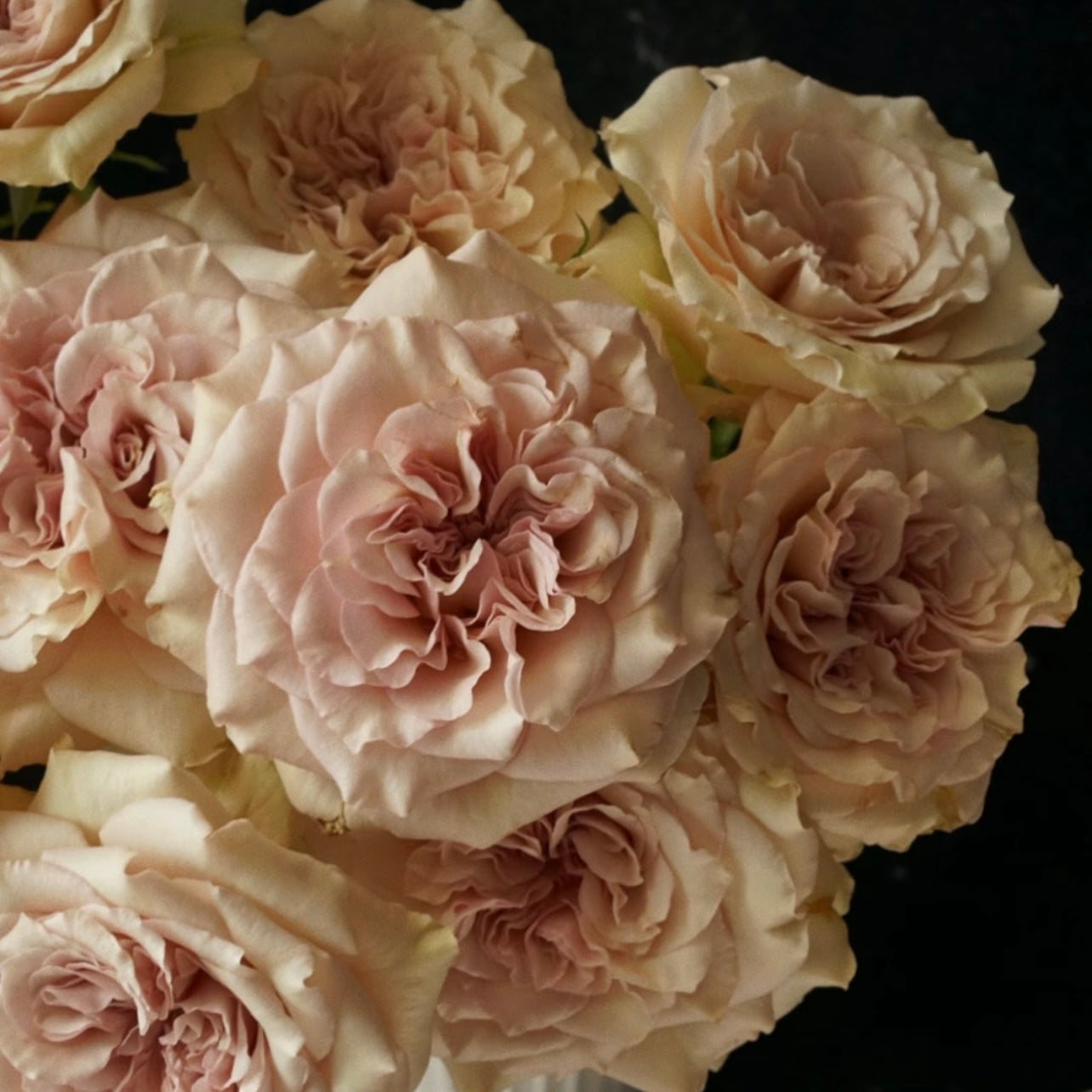 Ailes Rose