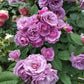 Lavender Bouquet Rose