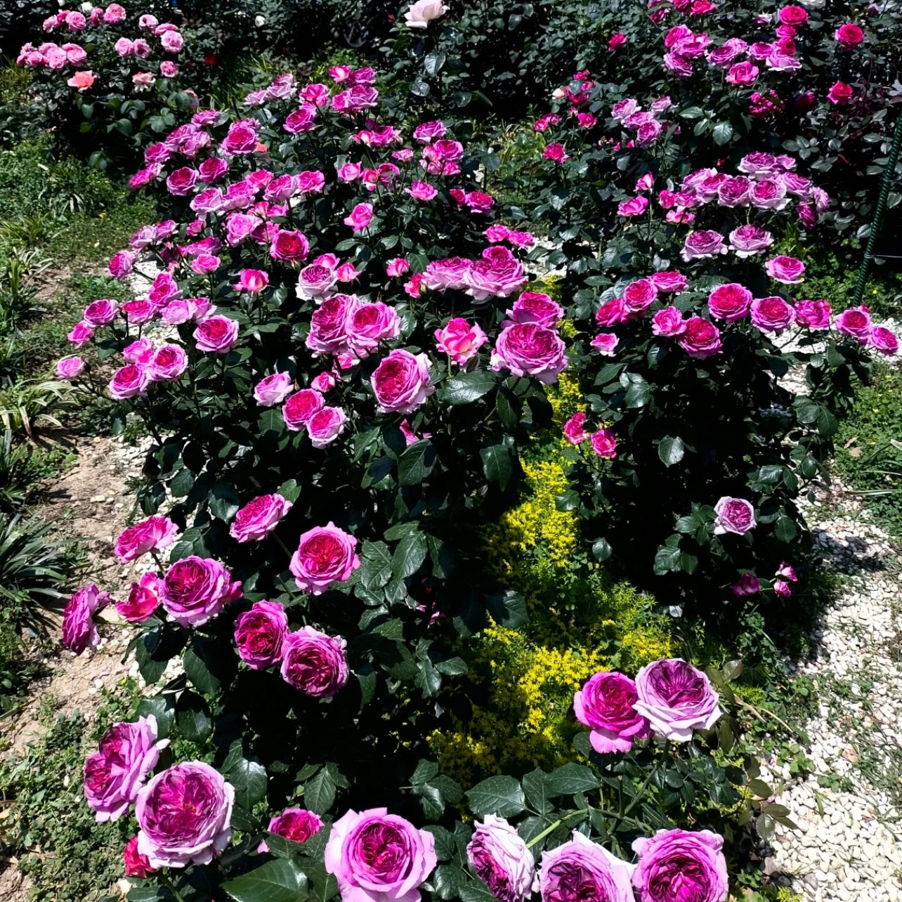 Thierry Marx Rose