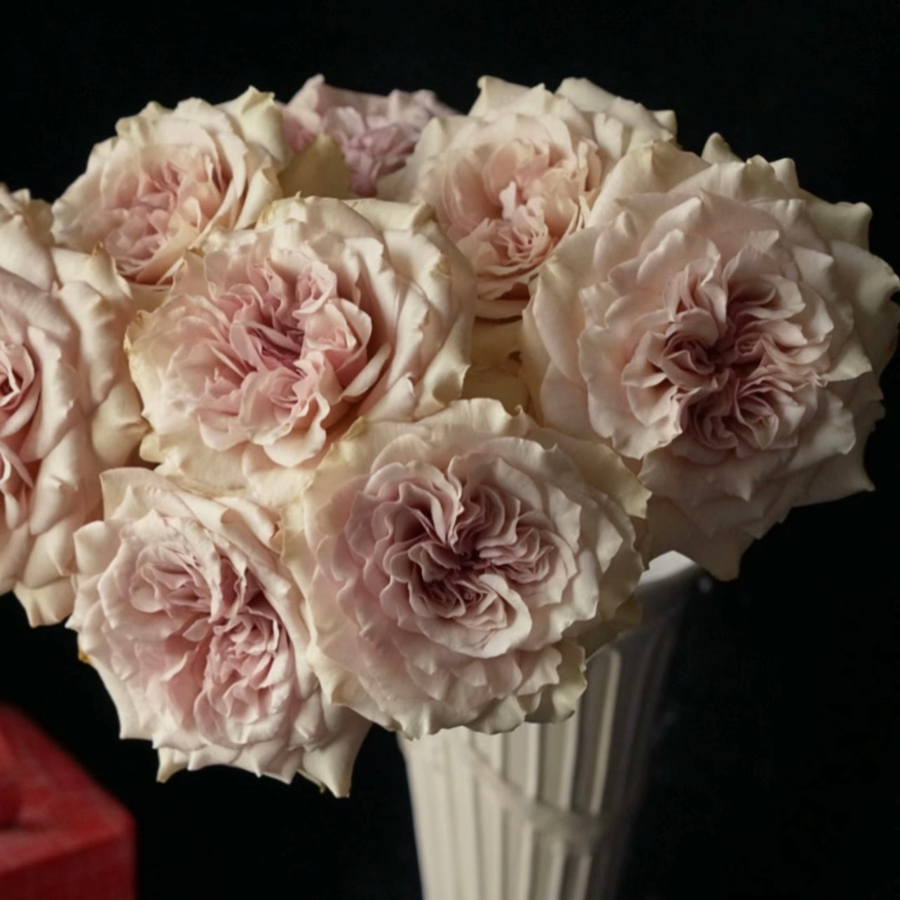 Ailes Rose