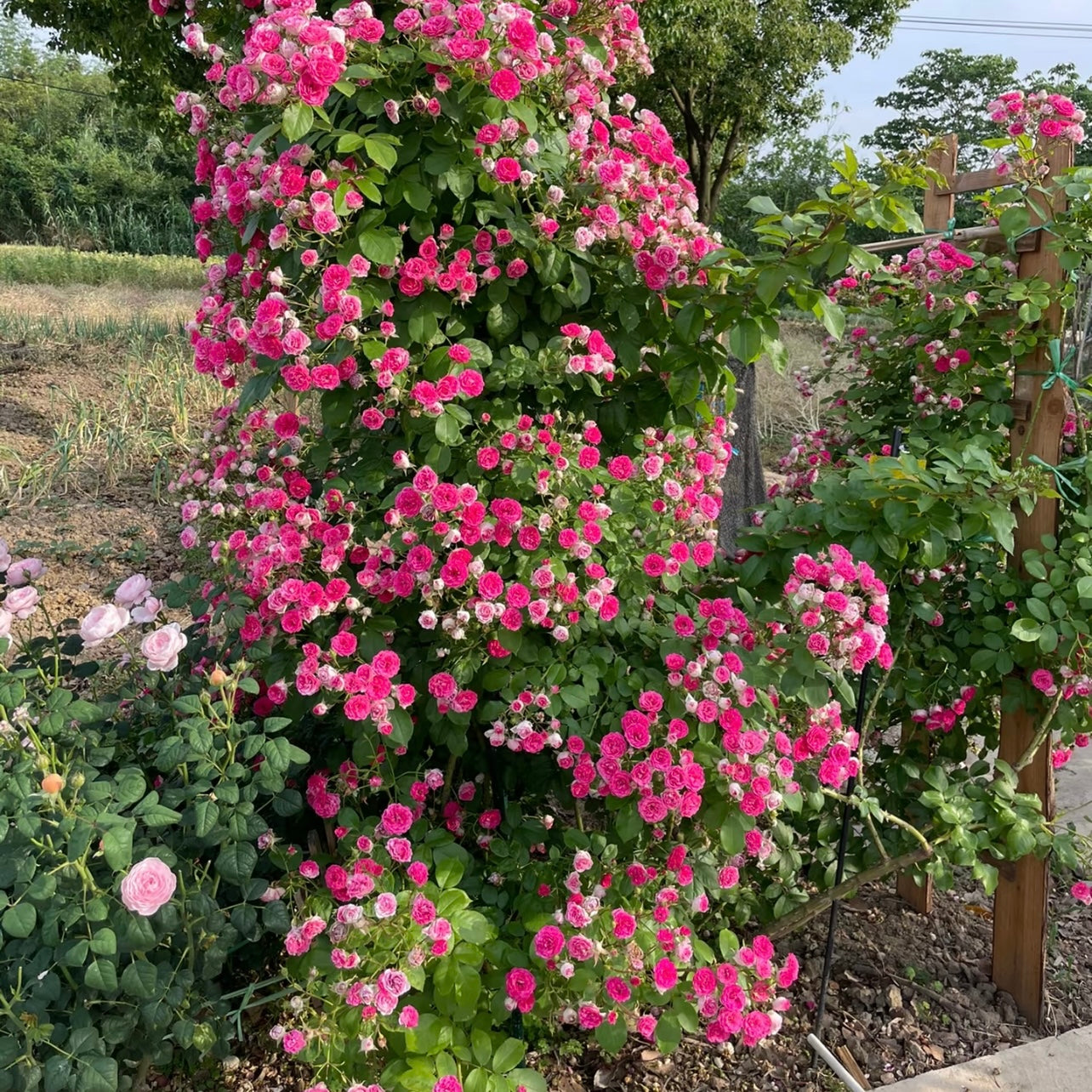 Yan Zhi Kou Rose