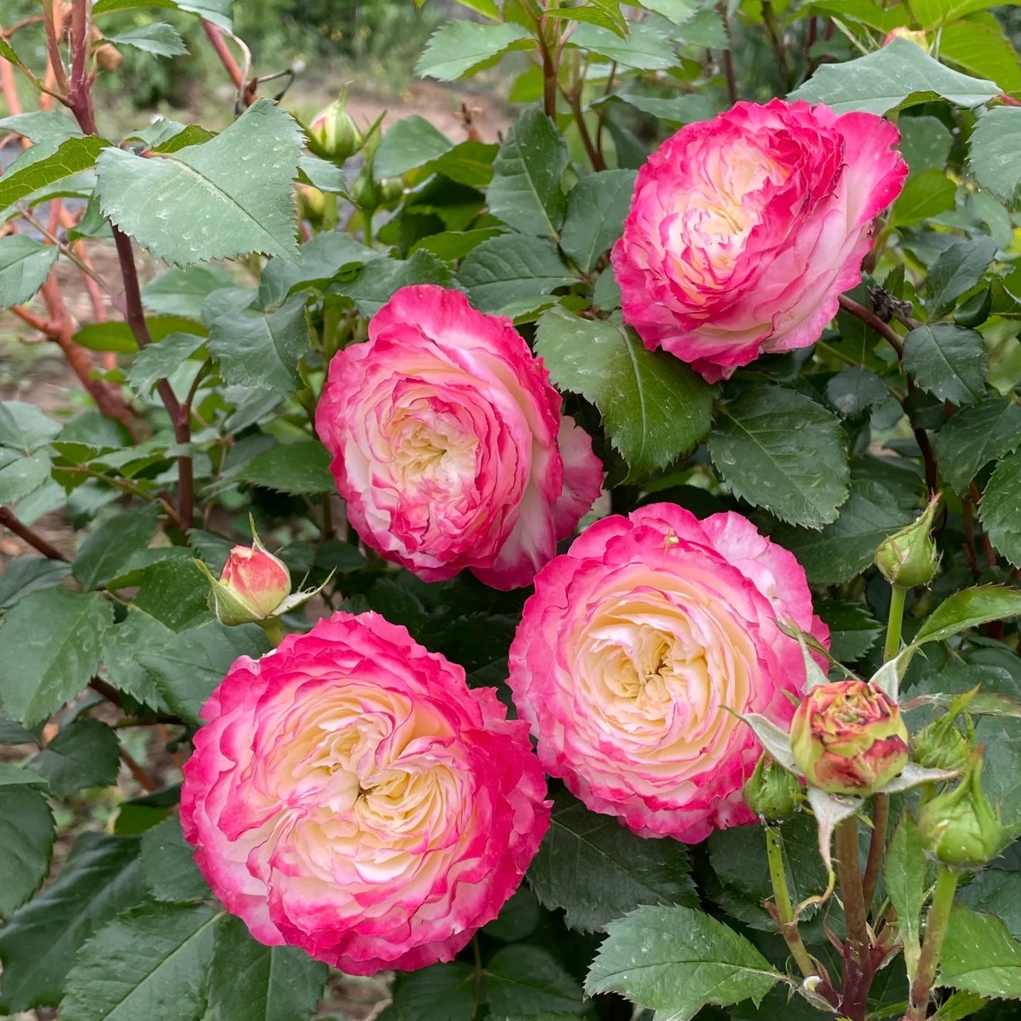 Chu Zhuang Rose