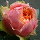 Godfather Rose