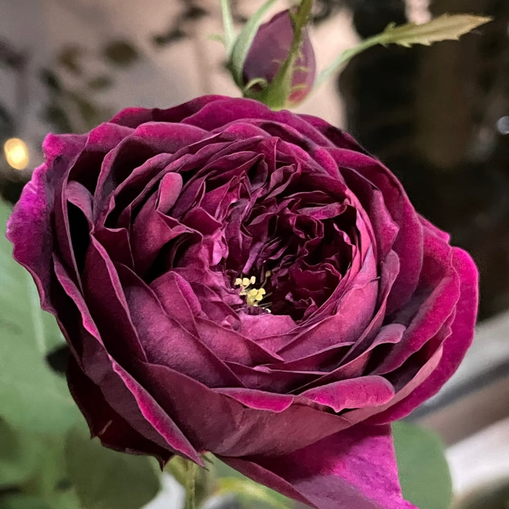 Royal Palace – Dark Red Shrub Rose - Strong Fragrance | Kate Roses