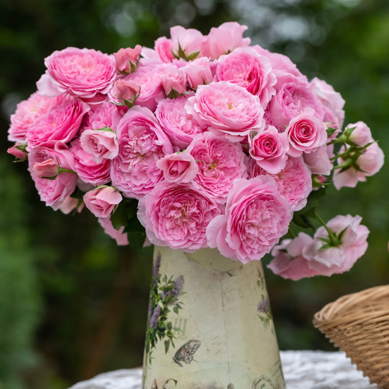 Zhi Shan Rose