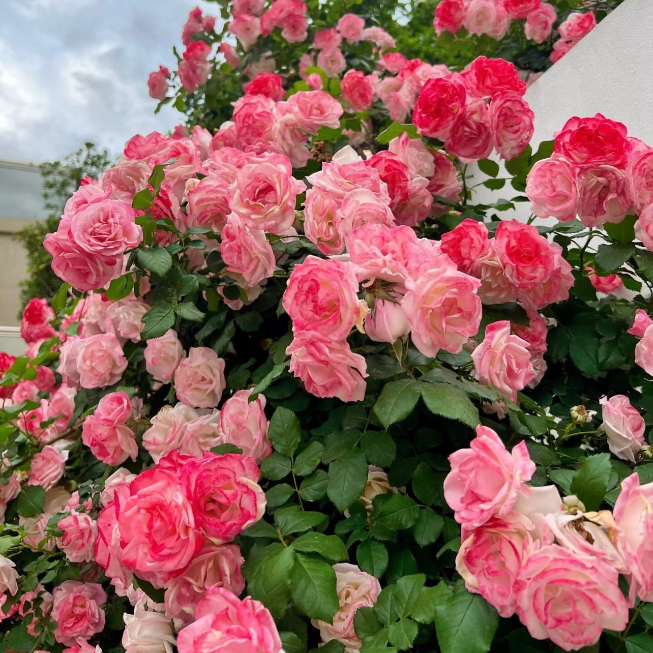 Sakuragasumi Rose
