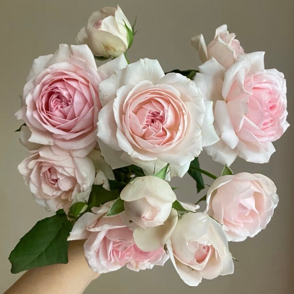 M-Wedding Box Rose – Elegant Pink & White Cup-Shaped Rose | Kate Roses