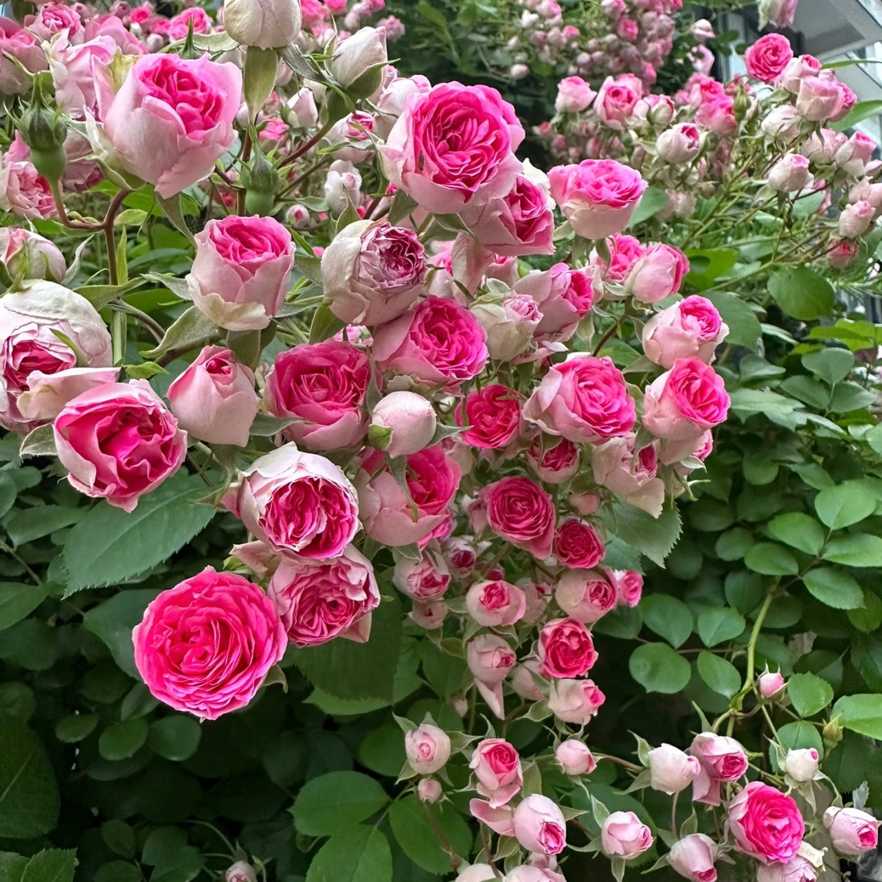 Yan Zhi Kou Rose