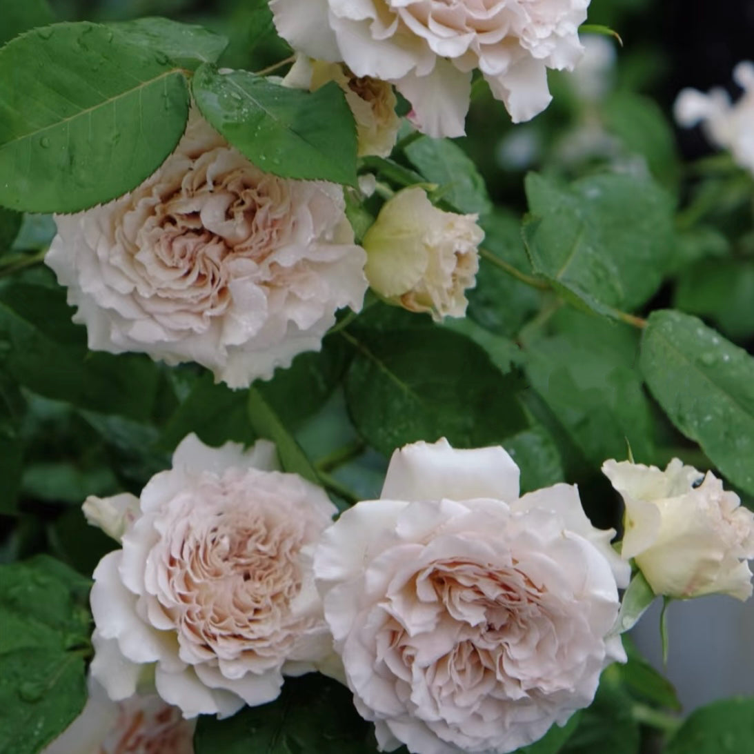 Ailes Rose