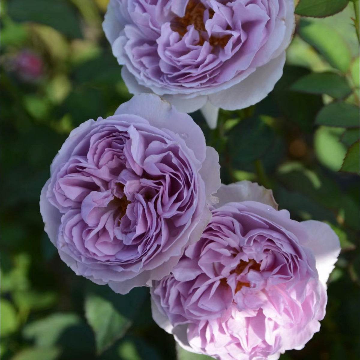 Lilas Rose – Strong Fragrance - Lavender Shrub Rose | Kate Roses