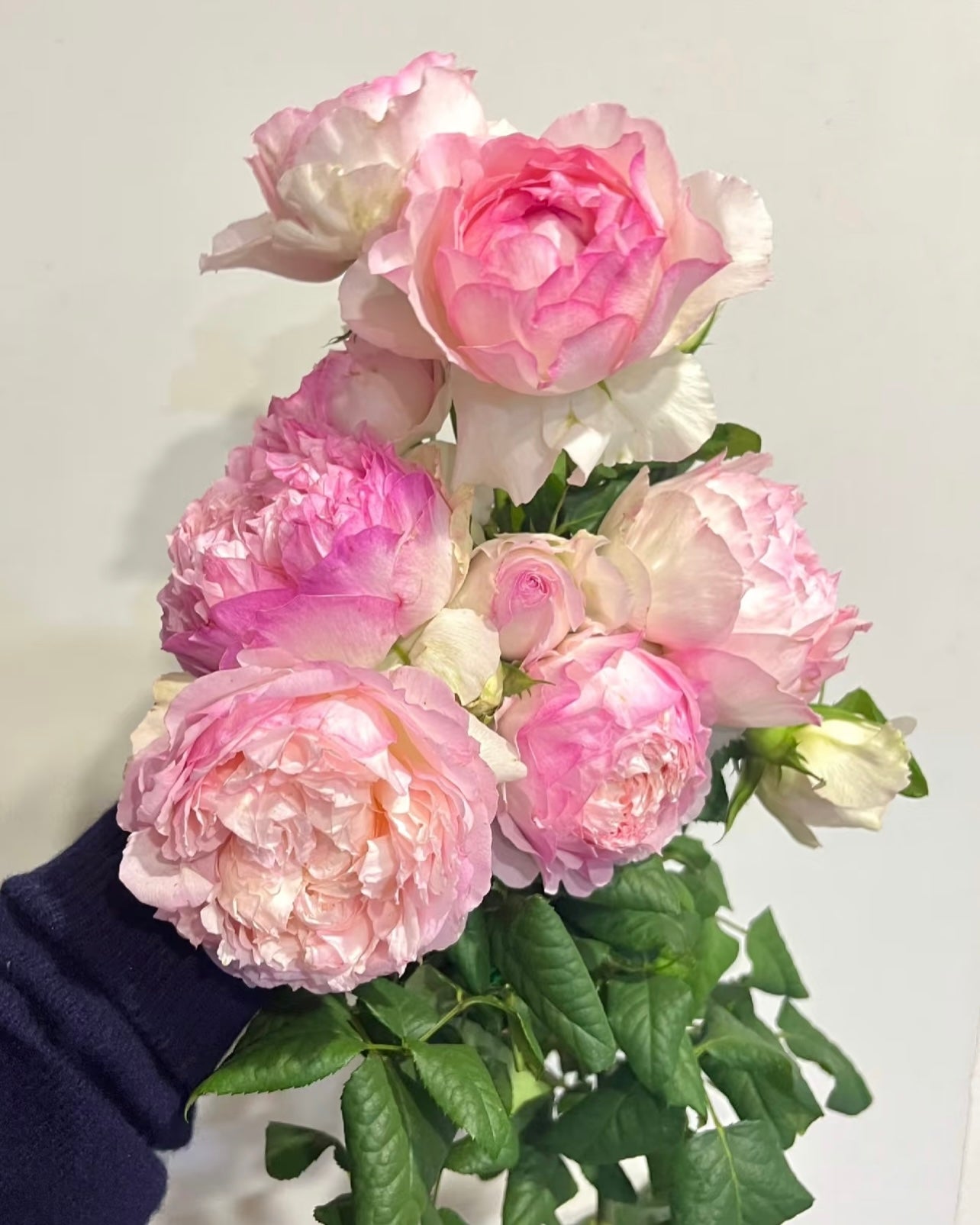 M-Perzik Rose