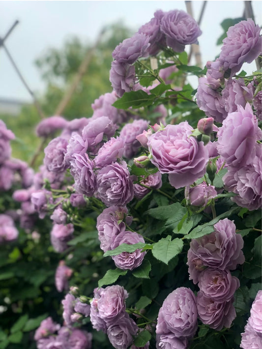 Lavender Bouquet Rose