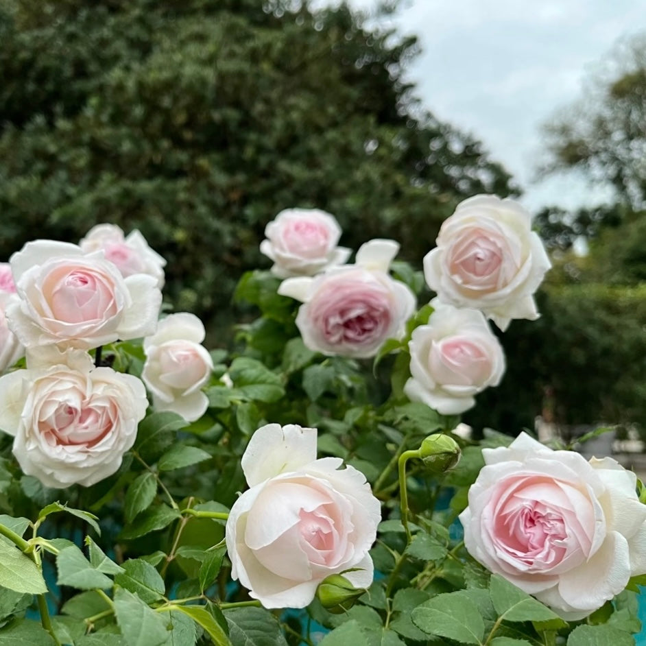 M-Wedding Box Rose