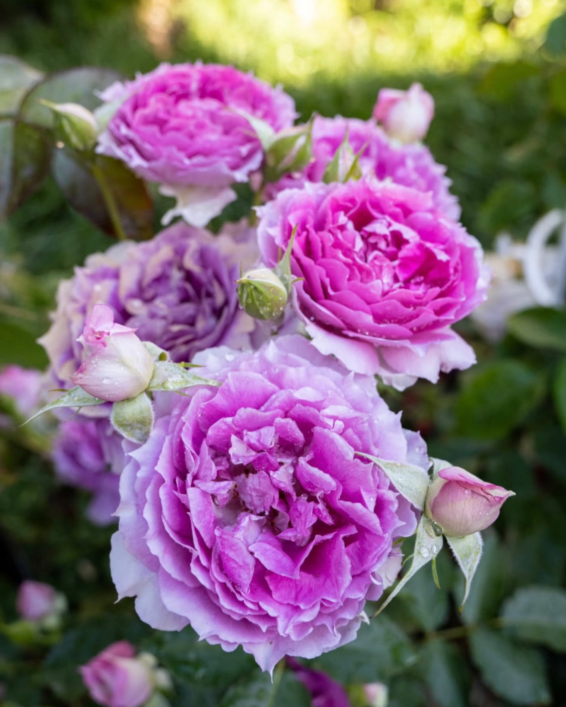 Sheherazad Rose