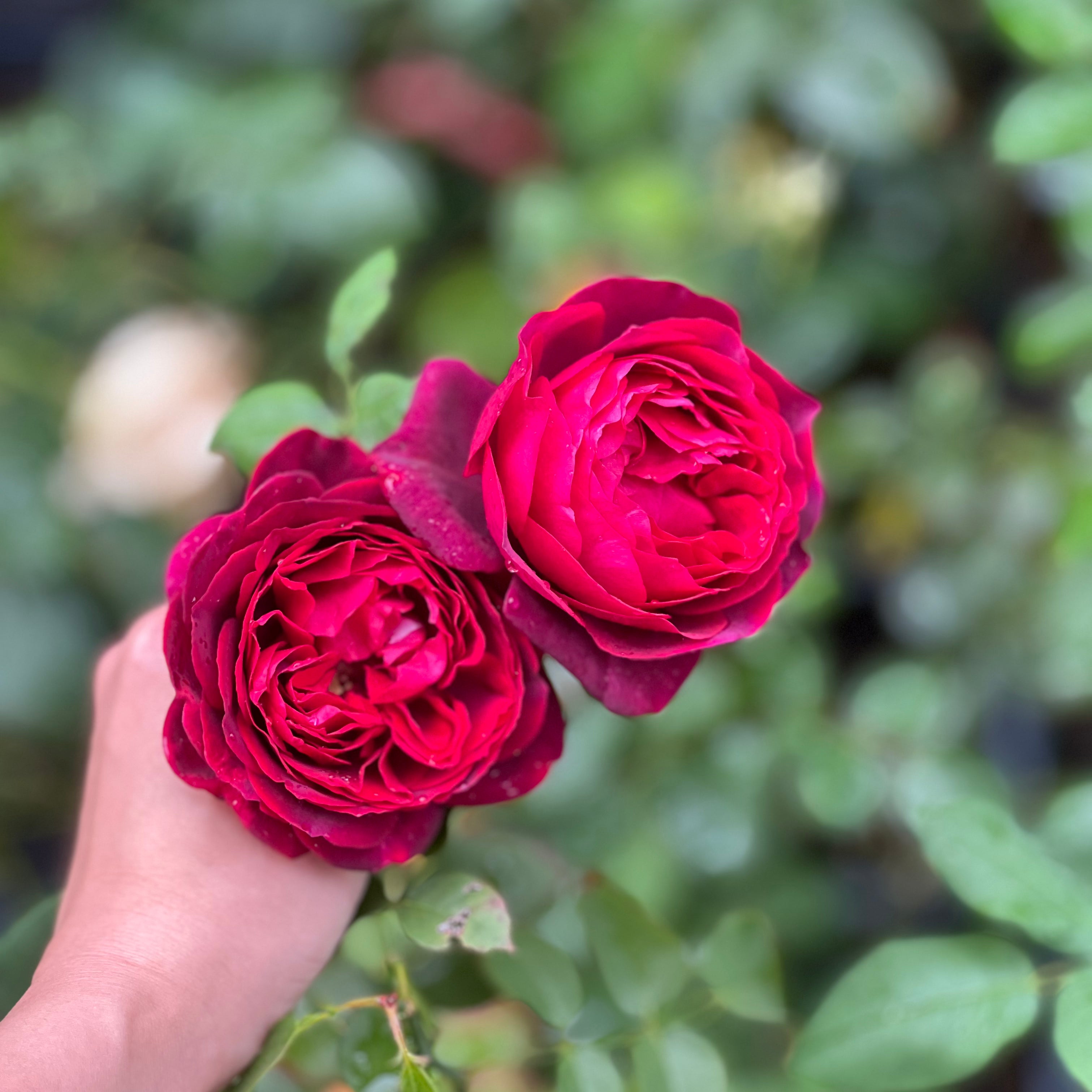 Black Caviar Rose - Kate Roses