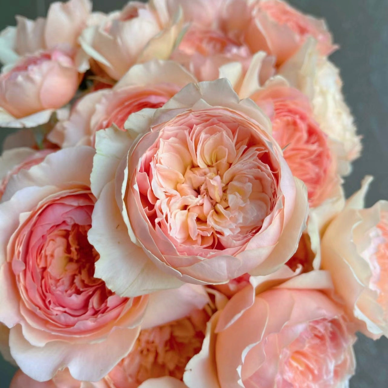 Masora Rose
