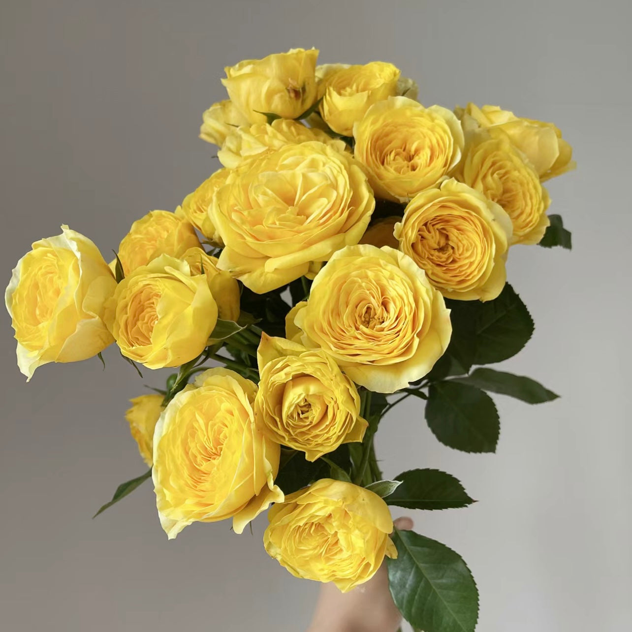 Lemon Pompon Rose - Kate Roses