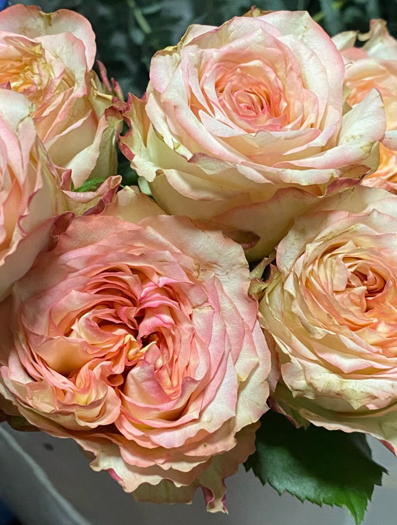 Urban Garden Rose - Kate Roses