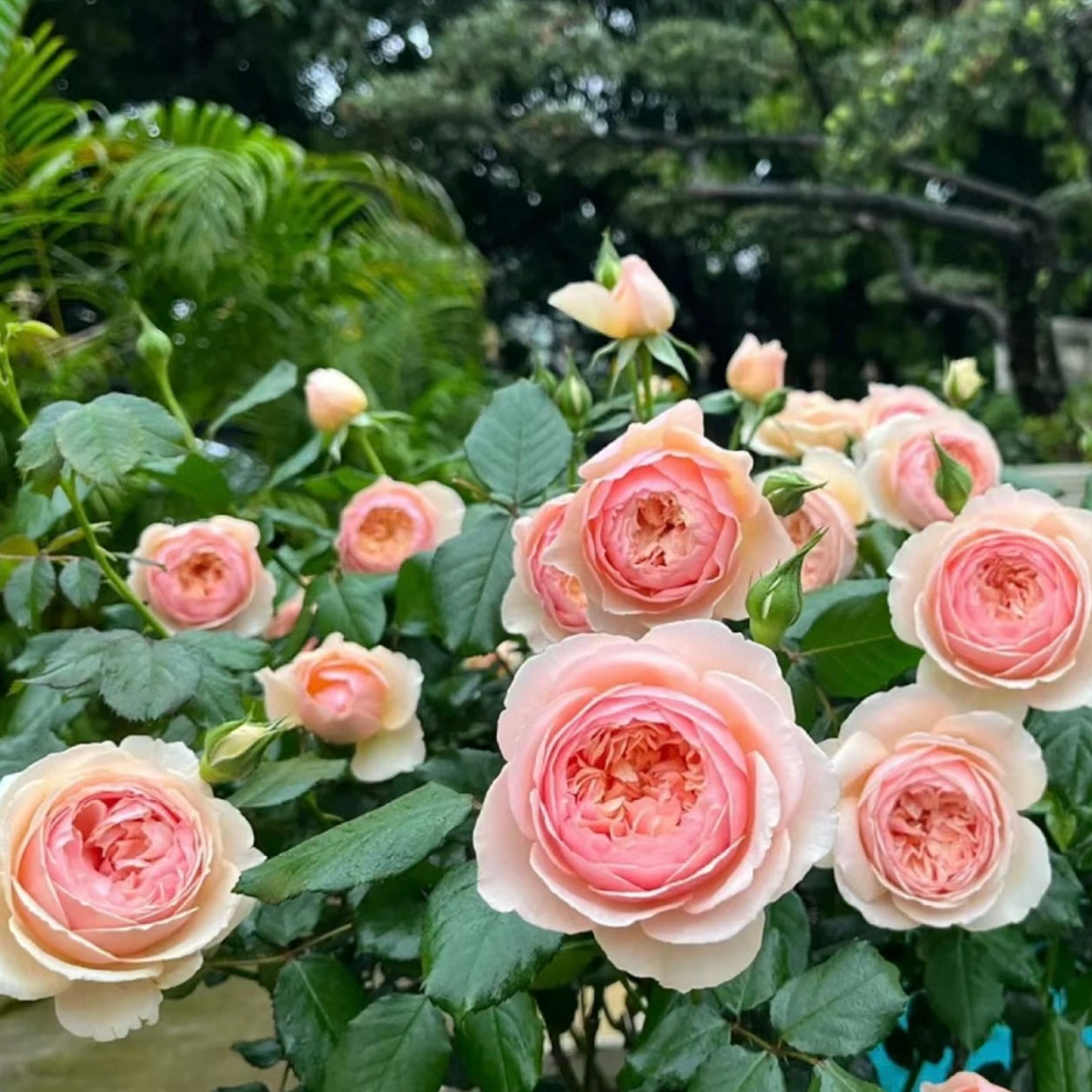 Masora Rose