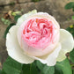 Yves L‘esprit de fille Rose