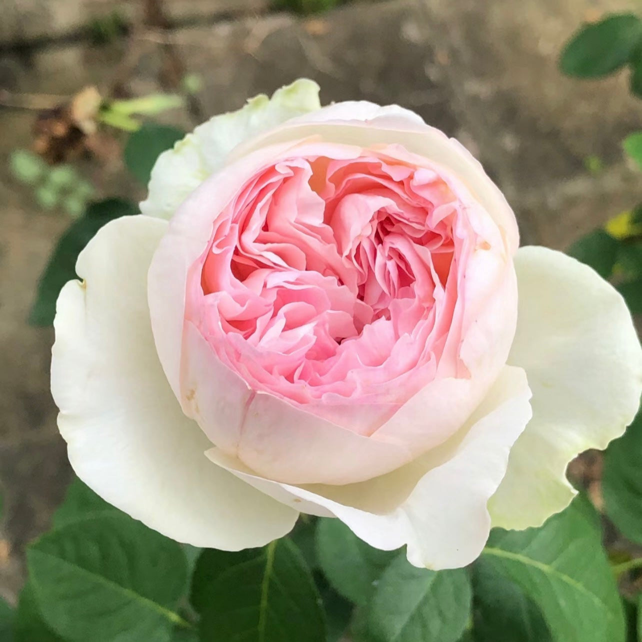 Yves L‘esprit de fille Rose