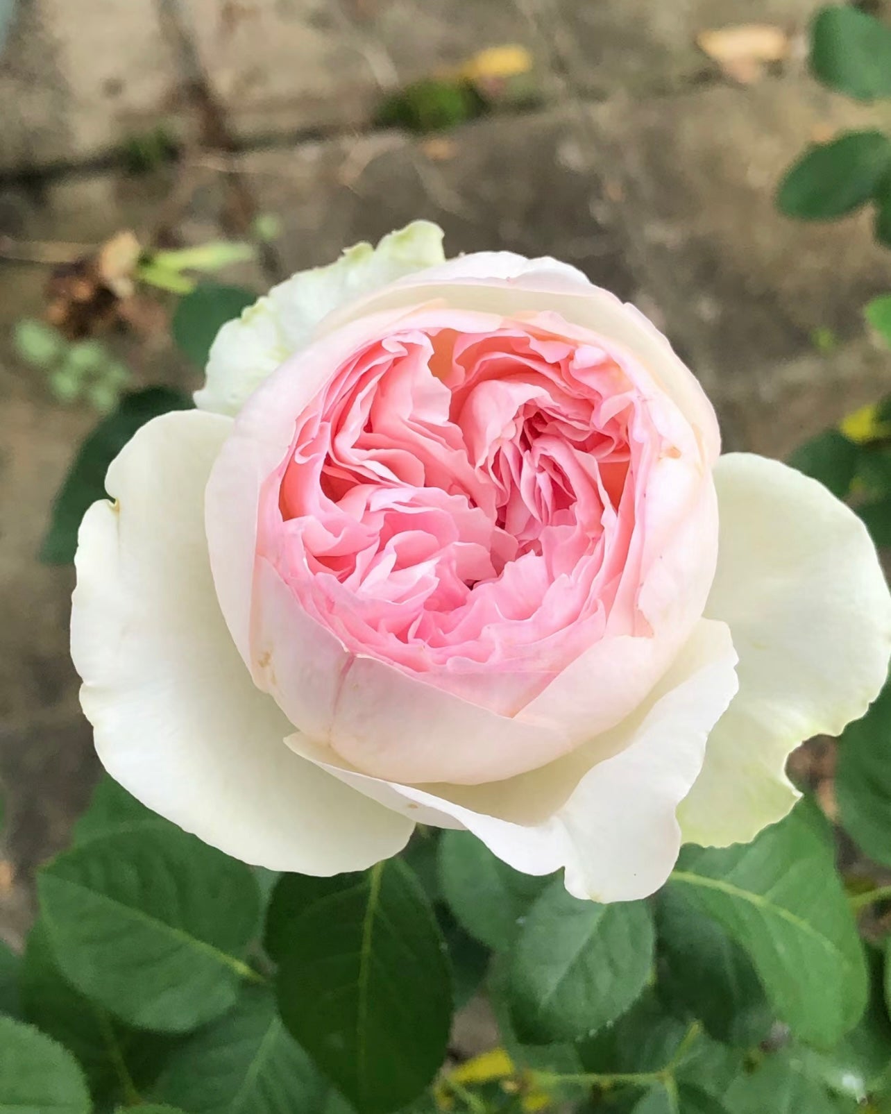 Yves L‘esprit de fille Rose